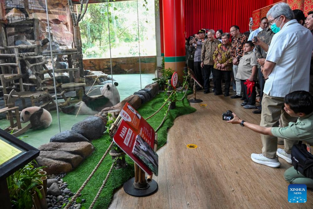 People watch Rio (L), the first giant panda cub born in Indonesia at Taman Safari Indonesia in Bogor, Indonesia, June 9, 2026. TO GO WITH Asia-Pacific Community: 6-month-old panda anchors China-Indonesia friendship (Photo: Xinhua)