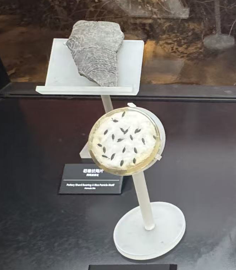 Excavated pottery piece and paddy seeds   Photo: Li Yuche/GT