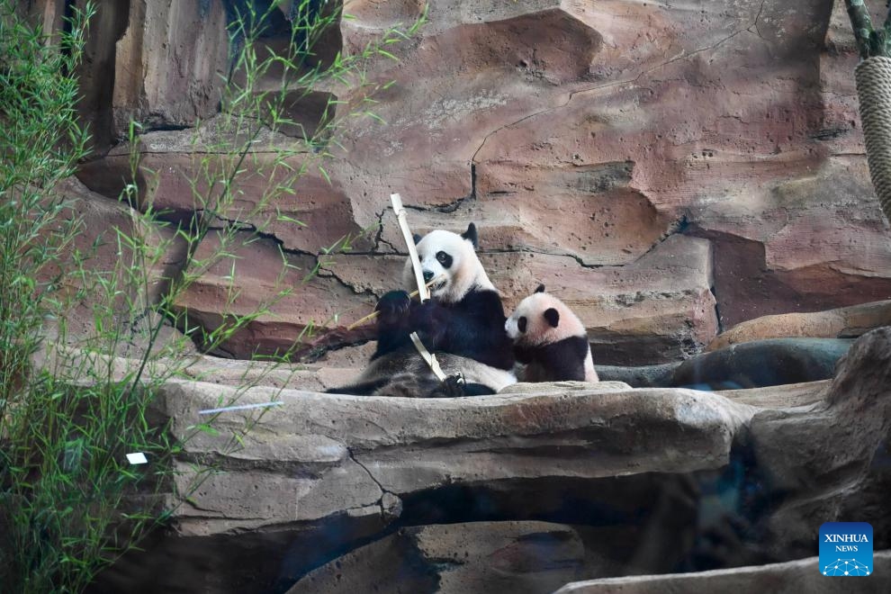 Rio (R), the first giant panda cub born in Indonesia, interacts with his mother Hu Chun at Taman Safari Indonesia in Bogor, Indonesia, June 9, 2026. TO GO WITH Asia-Pacific Community: 6-month-old panda anchors China-Indonesia friendship (Photo: Xinhua)