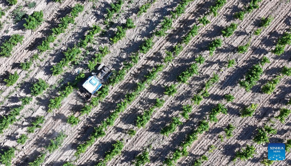 An aerial drone photo taken on June 9, 2026 shows an agricultural machine working at the wine grape planting base at the eastern foot of Helan Mountain in northwest China's Ningxia Hui Autonomous Region. The eastern foothill of Helan Mountain, with its dry climate and abundant sunshine, is acclaimed as a golden zone for grape cultivation and premium wine production. As China's largest wine region, Ningxia now has over 600,000 mu (about 40,000 hectares) of vineyards and is home to over 260 domestic and international wineries. (Photo: Xinhua)