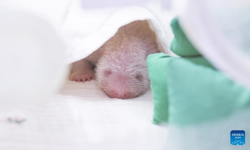This photo taken in June 2026 shows the cub of Ai Bao, a female giant panda on loan from China, in Yongin, South Korea. A female giant panda on loan from China has given birth to a cub at Everland, a theme park in Yongin, South Korea, the park said Wednesday. (Photo: Xinhua)