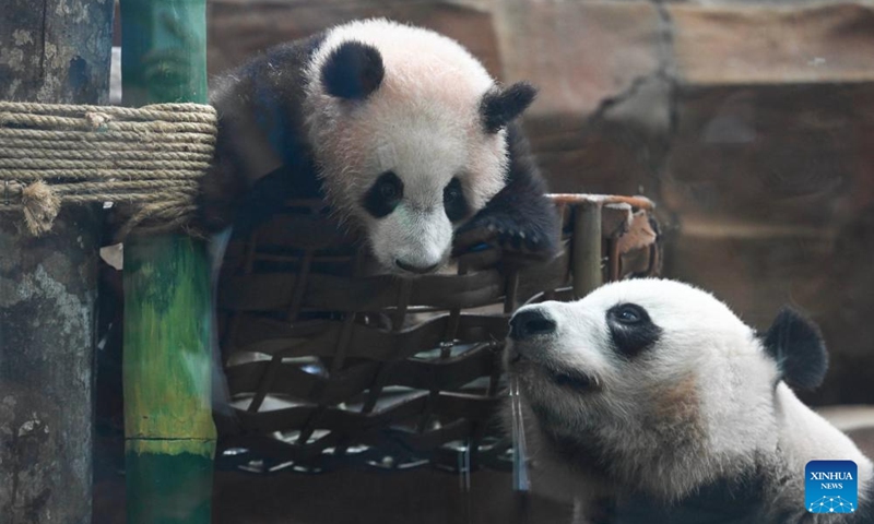 Rio (L), the first giant panda cub born in Indonesia, interacts with his mother Hu Chun at Taman Safari Indonesia in Bogor, Indonesia, June 9, 2026. TO GO WITH Asia-Pacific Community: 6-month-old panda anchors China-Indonesia friendship (Photo: Xinhua)