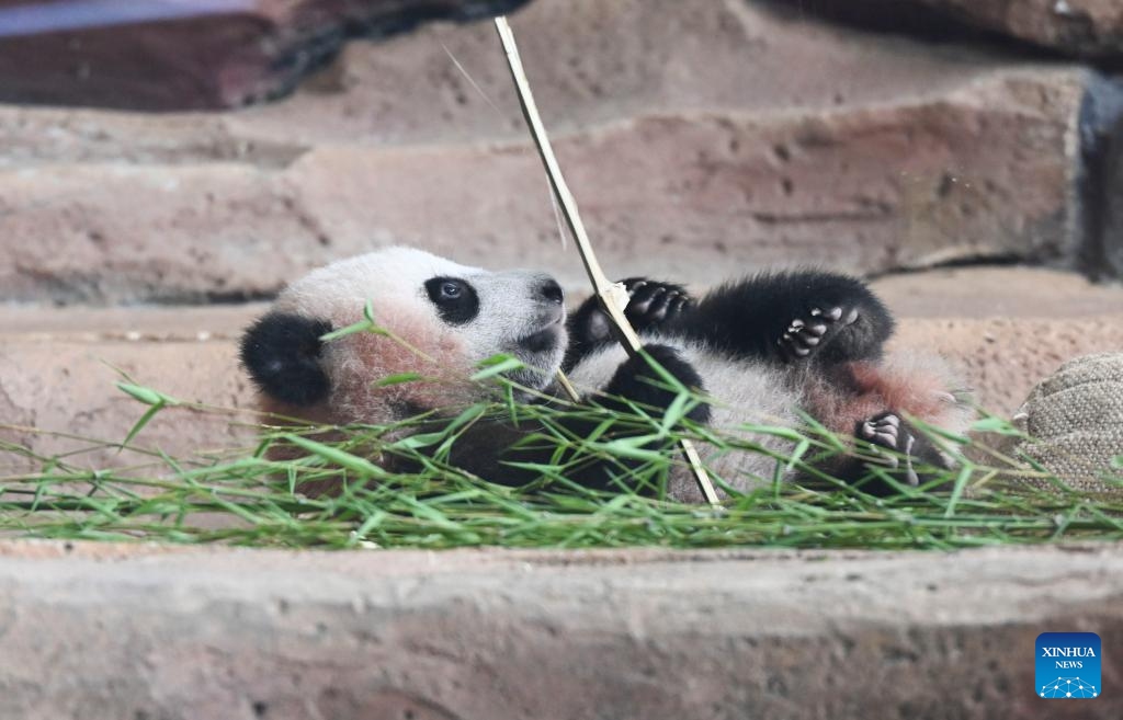 Rio, the first giant panda cub born in Indonesia, is pictured at Taman Safari Indonesia in Bogor, Indonesia, June 9, 2026. TO GO WITH Asia-Pacific Community: 6-month-old panda anchors China-Indonesia friendship (Photo: Xinhua)