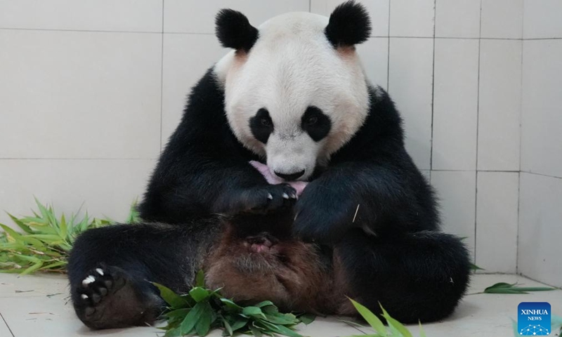 Giant panda En En and its cub are pictured at the Shenshuping base of the China Conservation and Research Center for the Giant Panda in southwest China's Sichuan Province in June 2026. The cub was delivered at 10:31 a.m. on June 4 at the Shenshuping base. (Photo: Xinhua)