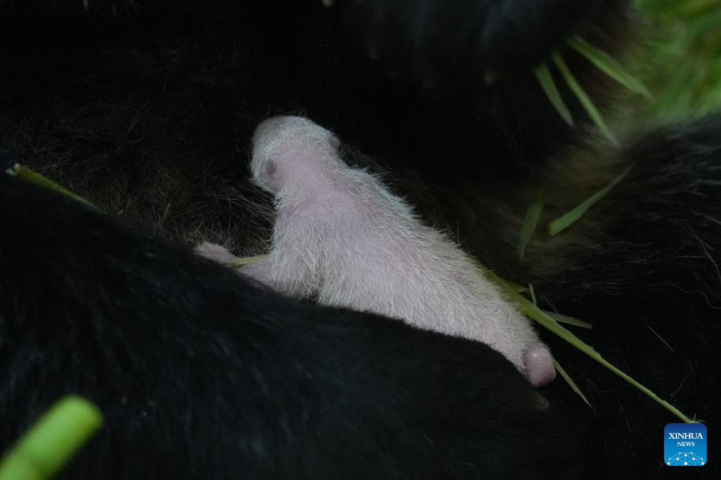 The cub of giant panda En En is pictured at the Shenshuping base of the China Conservation and Research Center for the Giant Panda in southwest China's Sichuan Province in June 2026. The cub was delivered at 10:31 a.m. on June 4 at the Shenshuping base. (Photo: Xinhua)