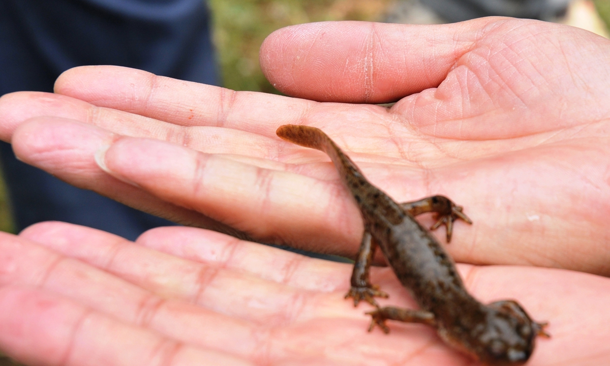 The Central Asian salamander, or Ranodon sibiricus Photo: VCG