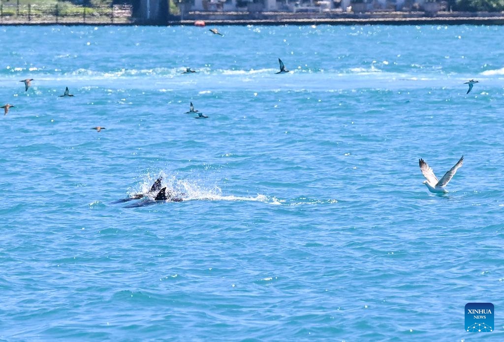 This photo taken on June 11, 2026 shows dolphins in the Bosphorus Strait in Istanbul, Türkiye. (Xinhua/Liu Lei)