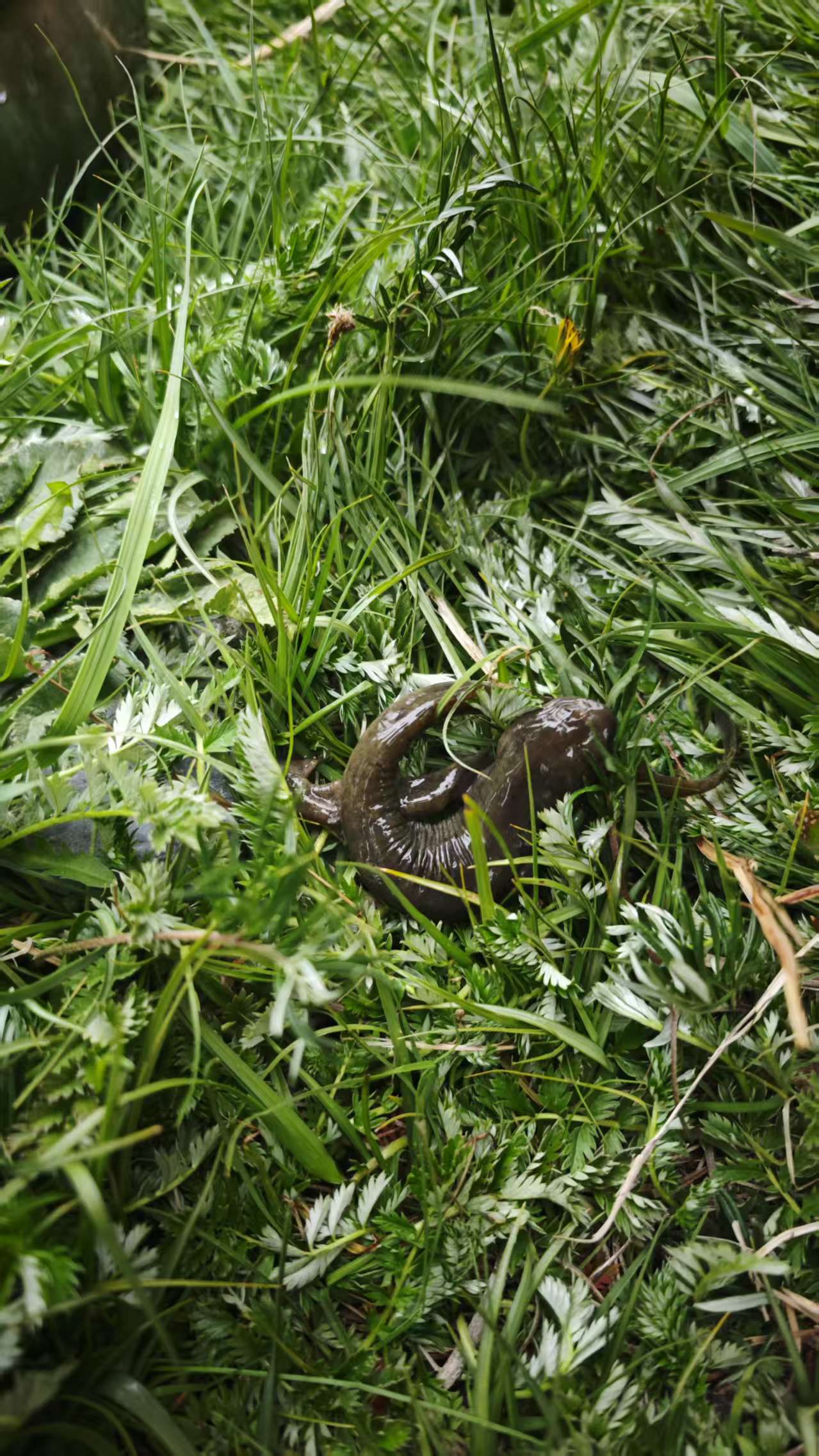 The Central Asian salamander, or Ranodon sibiricus Photo: Zhang Han/GT
