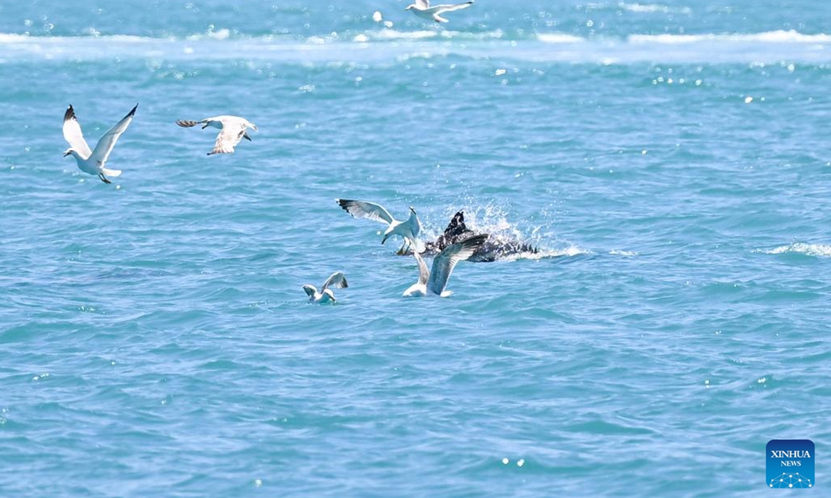 This photo taken on June 11, 2026 shows dolphins in the Bosphorus Strait in Istanbul, Türkiye. (Xinhua/Liu Lei)