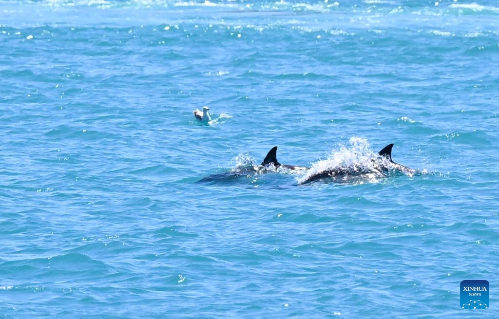 This photo taken on June 11, 2026 shows dolphins in the Bosphorus Strait in Istanbul, Türkiye. (Xinhua/Liu Lei)