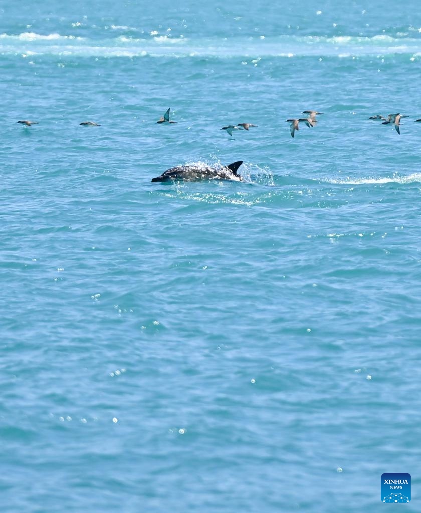 This photo taken on June 11, 2026 shows dolphins in the Bosphorus Strait in Istanbul, Türkiye. (Xinhua/Liu Lei)