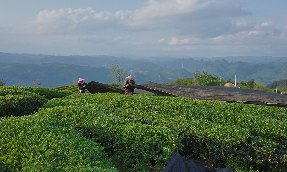 Weng'an Tea Garden in Southwest China's Guizhou Province in April 2026 Photo: Courtesy of Gui Tea Group