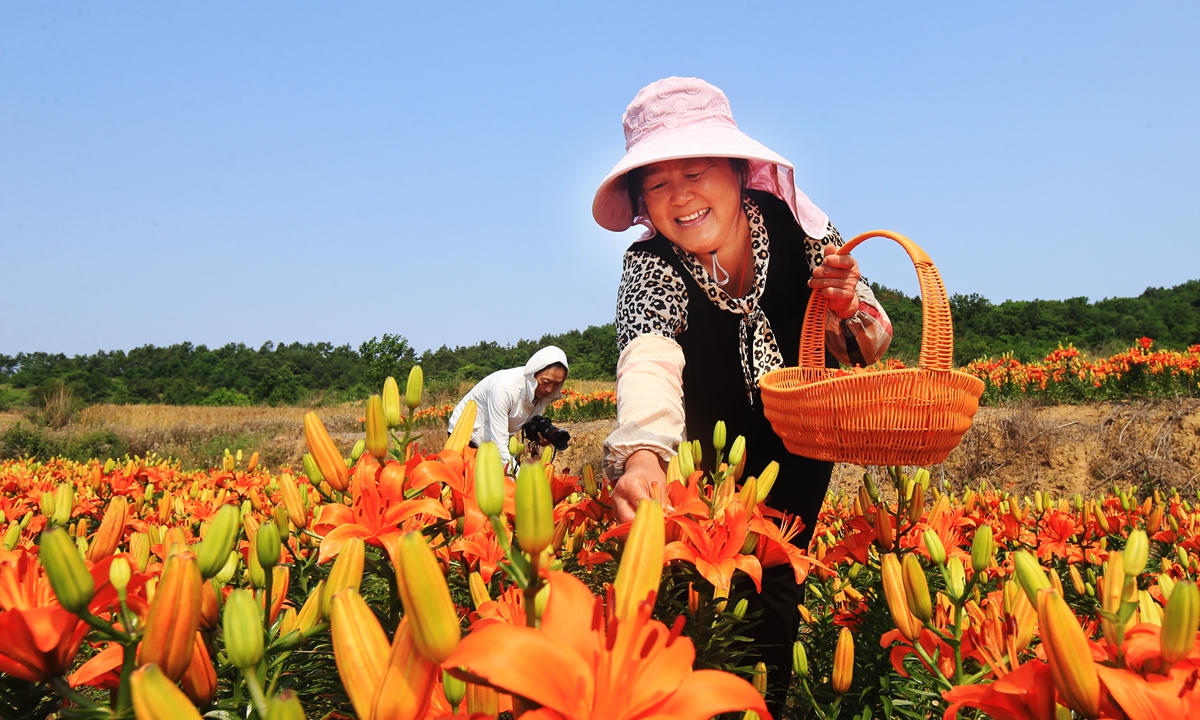 Flower farmers harvest lilies to process into floral tea at a lily plantation in Rongcheng, East China's Shandong Province on June 14, 2026. The local area has leveraged its unique conditions to develop the cultivation of typical flowers such as lilies and roses, boosting the development of local tourism and the sale of agricultural and sideline products. Photo: cnsphoto