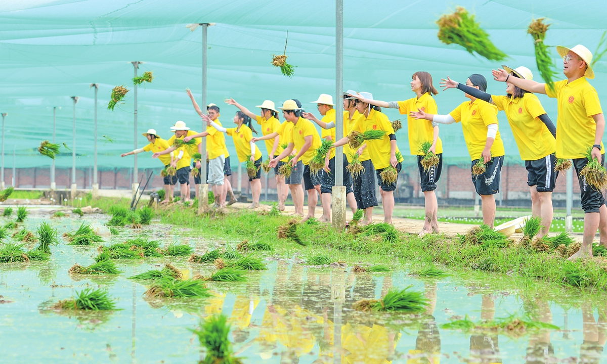 Students from Southwest University in Chongqing take part in rice transplanting in a field. Photo: VCG