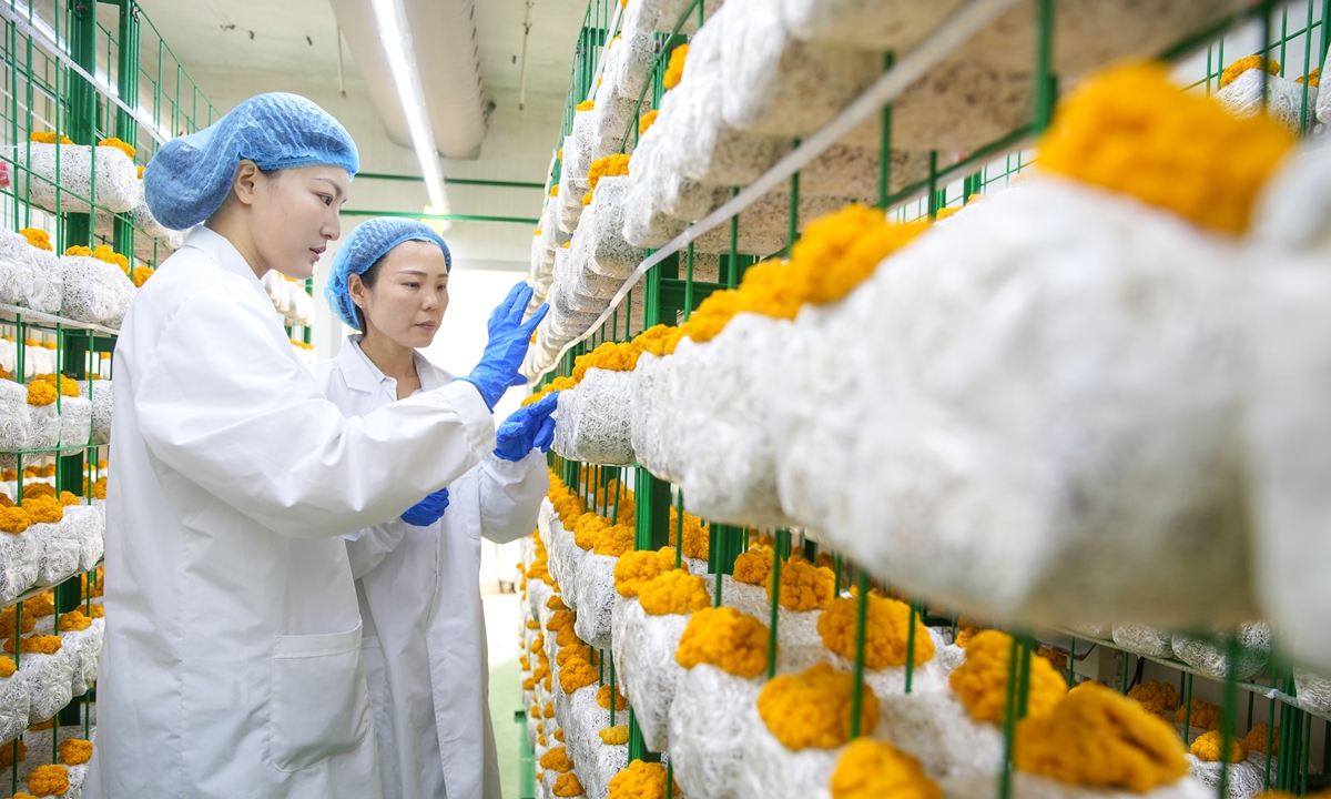 Technicians check the growth of golden ear mushrooms inside a 5G-enabled smart cultivation room at a mushroom cultivation base in Deqing, East China's Zhejiang Province, on June 15, 2026. 
Photo: VCG