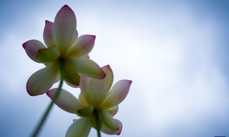 This photo taken on June 15, 2026 shows lotus flowers at the Taipa Houses Museum in Macao, south China. The 26th Macao Lotus Flower Festival is held here from June 12 to July 17. (Xinhua/Cheong Kam Ka)