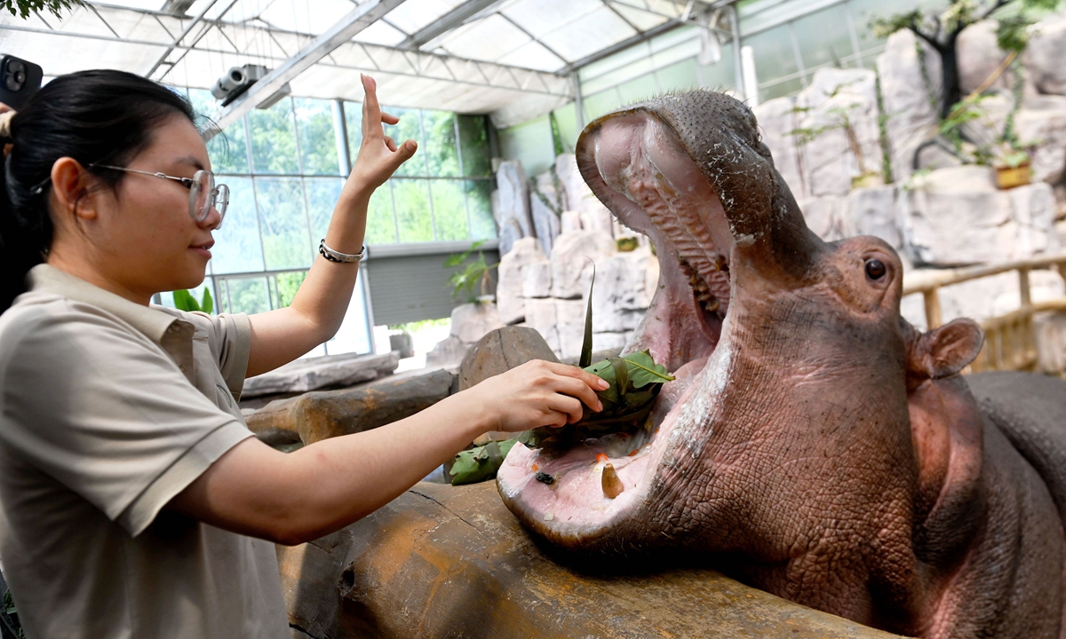 A zookeeper at Qingdao Forest Wildlife World in Qingdao, East China's Shandong Province, feeds a hippo custom-made zongzi, a traditional Chinese food to mark the Dragon Boat Festival, on June 15, 2026. The 2026 Dragon Boat Festival falls on June 19 this year. Photo: VCG