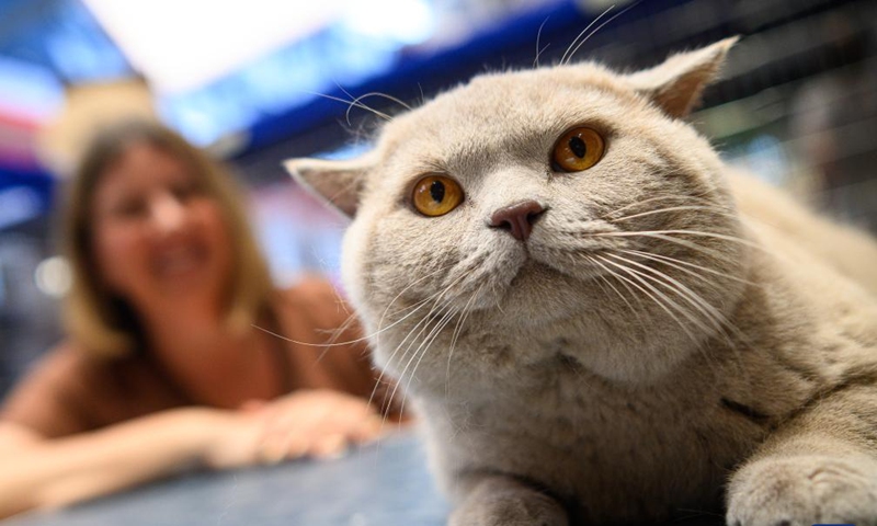A cat is pictured during a purebred cat exhibition in Zagreb, Croatia, June 14, 2026. A purebred cat exhibition, organized by the Association of Felinological Societies of Croatia, was held on Sunday at the King Cross shopping center in Zagreb. (Davor Puklavec/PIXSELL via Xinhua)