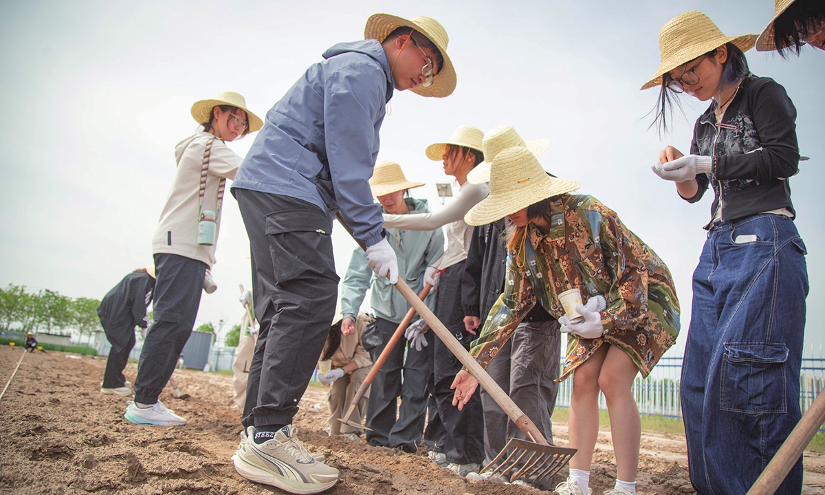 Students from Minzu University of China participate in agricultural work in North China's Hebei Province in April 2026. Photo: Courtesy of the School of Chinese Ethnic Studies, Minzu University of China
