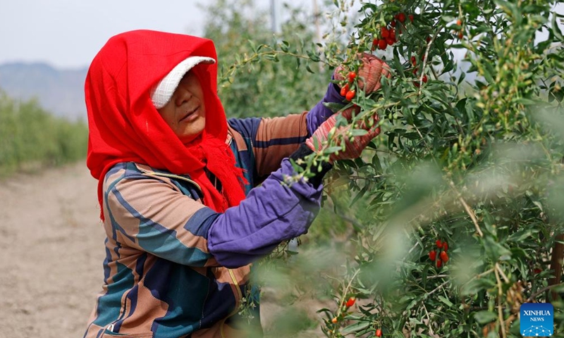 A farmer picks goji berries at a goji berry garden of Beryl Gojiberries Co., Ltd. in northwest China's Ningxia Hui Autonomous Region, June 14, 2026. The goji berries at the foot of Helan Mountain enter harvest season in recent days. (Xinhua/Wang Peng)