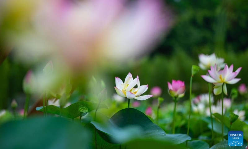 This photo taken on June 15, 2026 shows lotus flowers at the Taipa Houses Museum in Macao, south China. The 26th Macao Lotus Flower Festival is held here from June 12 to July 17. (Xinhua/Cheong Kam Ka)