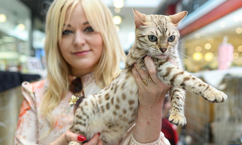 A cat is displayed during a purebred cat exhibition in Zagreb, Croatia, June 14, 2026. A purebred cat exhibition, organized by the Association of Felinological Societies of Croatia, was held on Sunday at the King Cross shopping center in Zagreb. (Davor Puklavec/PIXSELL via Xinhua)