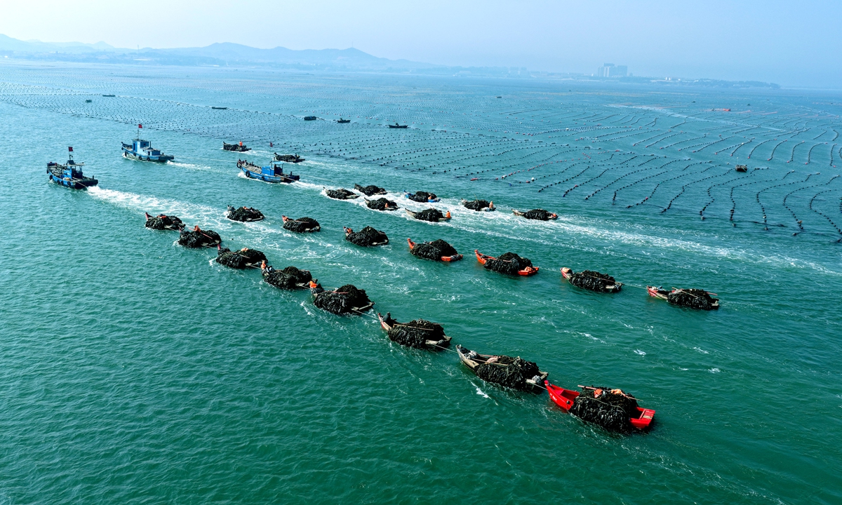 Workers busily harvest kelp in Rongcheng, East China's Shandong Province, on June 15, 2026, as the harvesting season in China's major kelp production area draws to a close. The city has 180,000 mu (12,000 hectares) of kelp farming area, and its 2026 fresh kelp output is expected to exceed 1.7 million tons, reaching a record high.
Photo: VCG