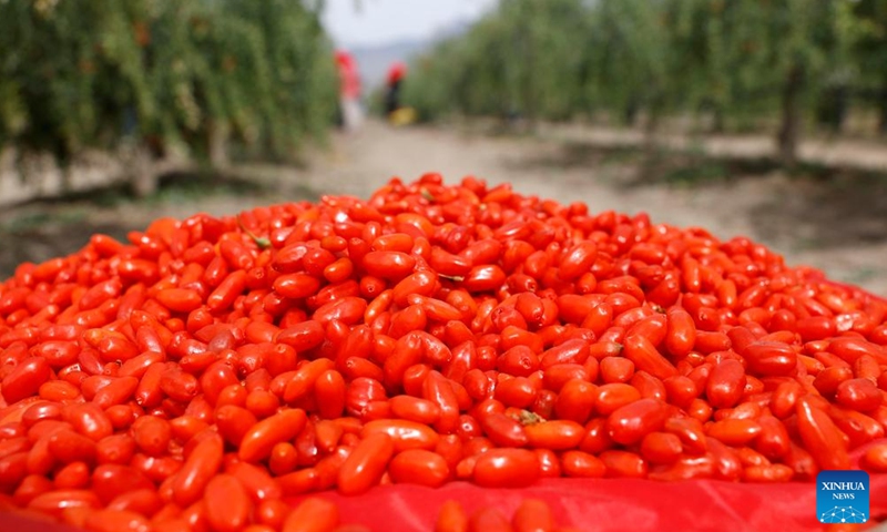 Newly harvested goji berries are seen at a goji berry garden of Beryl Gojiberries Co., Ltd. in northwest China's Ningxia Hui Autonomous Region, June 14, 2026. The goji berries at the foot of Helan Mountain enter harvest season in recent days. (Xinhua/Wang Peng)