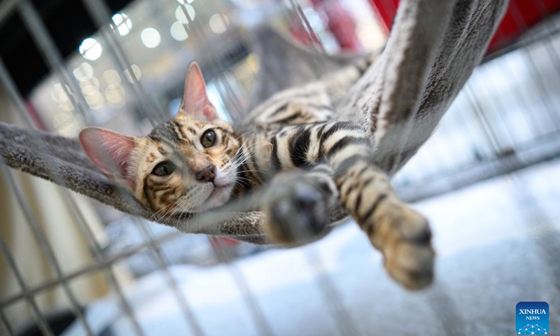 A cat is pictured during a purebred cat exhibition in Zagreb, Croatia, June 14, 2026. A purebred cat exhibition, organized by the Association of Felinological Societies of Croatia, was held on Sunday at the King Cross shopping center in Zagreb. (Davor Puklavec/PIXSELL via Xinhua)