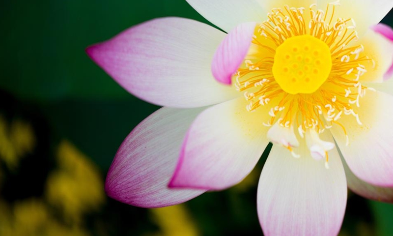 This photo taken on June 15, 2026 shows lotus flowers at the Taipa Houses Museum in Macao, south China. The 26th Macao Lotus Flower Festival is held here from June 12 to July 17. (Xinhua/Cheong Kam Ka)