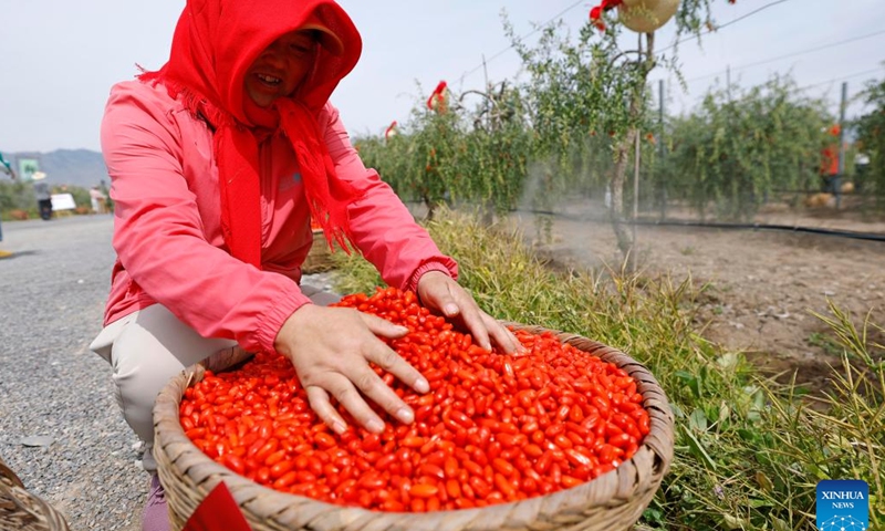 A farmer arranges harvested goji berries at a goji berry garden of Beryl Gojiberries Co., Ltd. in northwest China's Ningxia Hui Autonomous Region, June 14, 2026. The goji berries at the foot of Helan Mountain enter harvest season in recent days. (Xinhua/Wang Peng)
