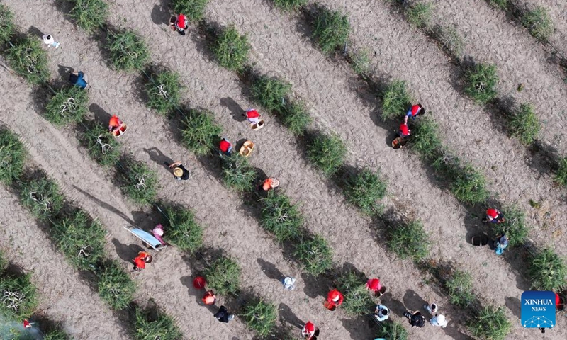 A drone photo taken on June 14, 2026 shows farmers picking goji berries at a goji berry garden of Beryl Gojiberries Co., Ltd. in northwest China's Ningxia Hui Autonomous Region. The goji berries at the foot of Helan Mountain enter harvest season in recent days. (Xinhua/Wang Peng)
