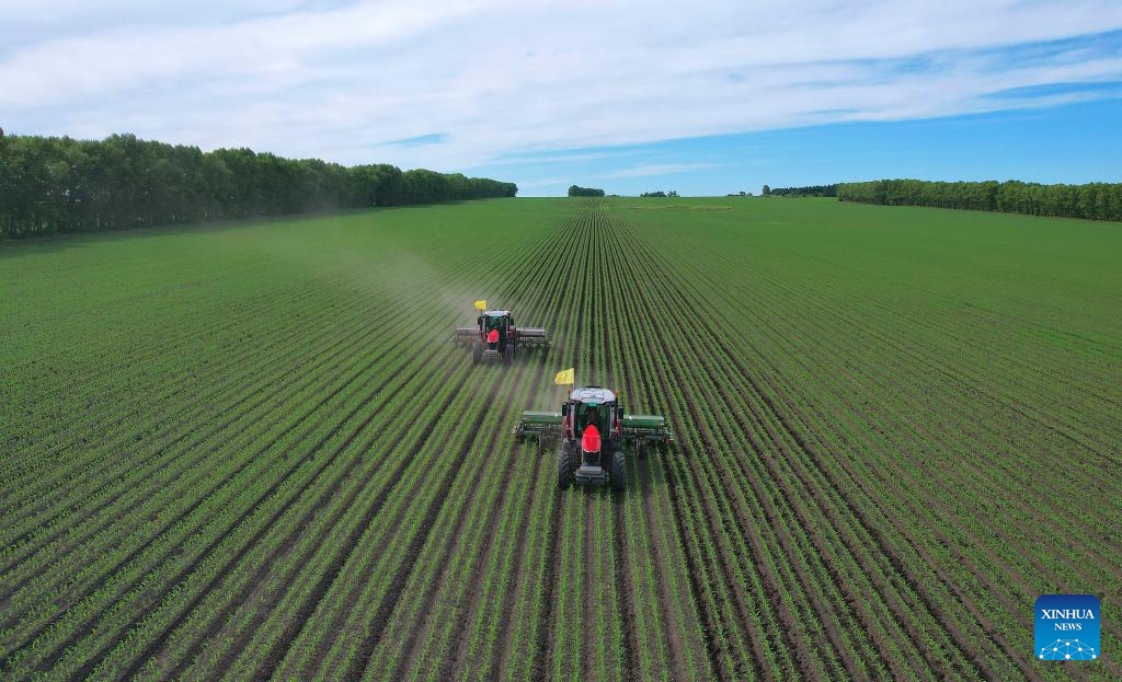 A drone photo shows farmers operating agricultural machines equipped with BeiDou Navigation Satellite System (BDS) in a corn field in northeast China's Heilongjiang Province, June 14, 2026. Summer farming operations are now underway across Heilongjiang Province. Various types of modern agricultural machinery and equipment have been put into use, providing strong support for improving agricultural production efficiency and boosting grain output. (Photo: Xinhua)