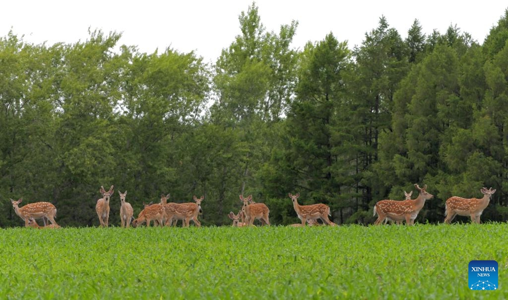 Sika deer stroll and forage in the rain at a sika deer national nature reserve in Qiqihar, northeast China's Heilongjiang Province, June 15, 2026. (Photo: Xinhua)