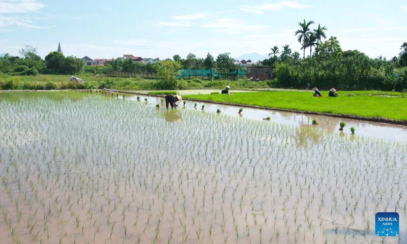 Farmers work in a field in Hanoi, Vietnam, June 15, 2026. (Photo: Xinhua)