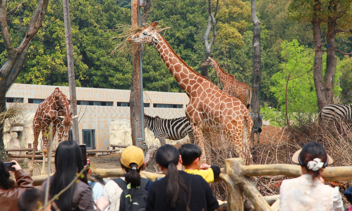 Visitors watch giraffes and zebras at the Hongshan Forest Zoo on April 1, 2026. Photo: VCG