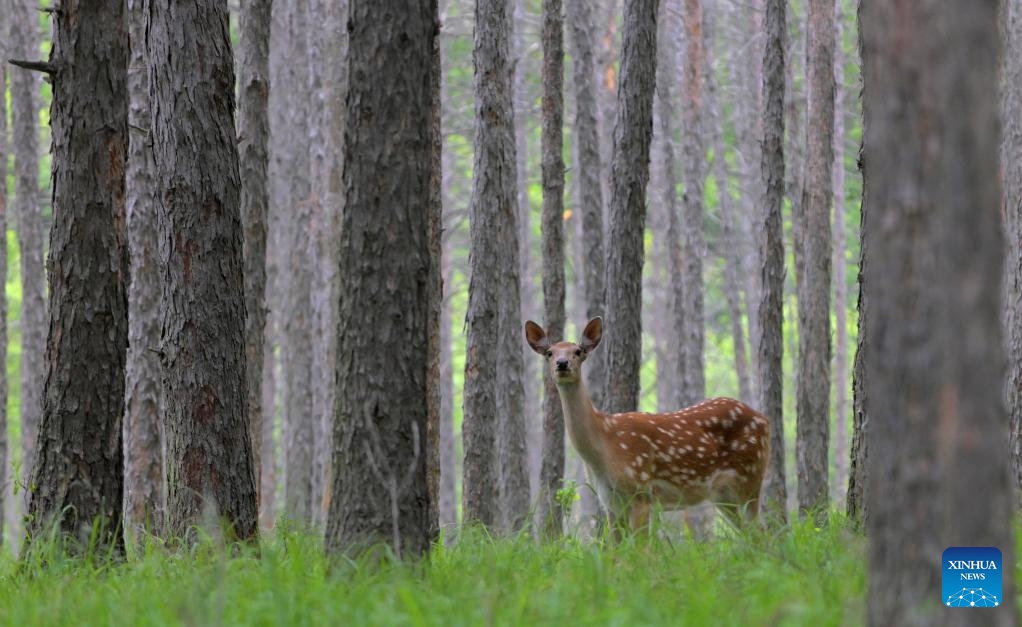 A sika deer strolls in the rain at a sika deer national nature reserve in Qiqihar, northeast China's Heilongjiang Province, June 15, 2026. (Photo: Xinhua)