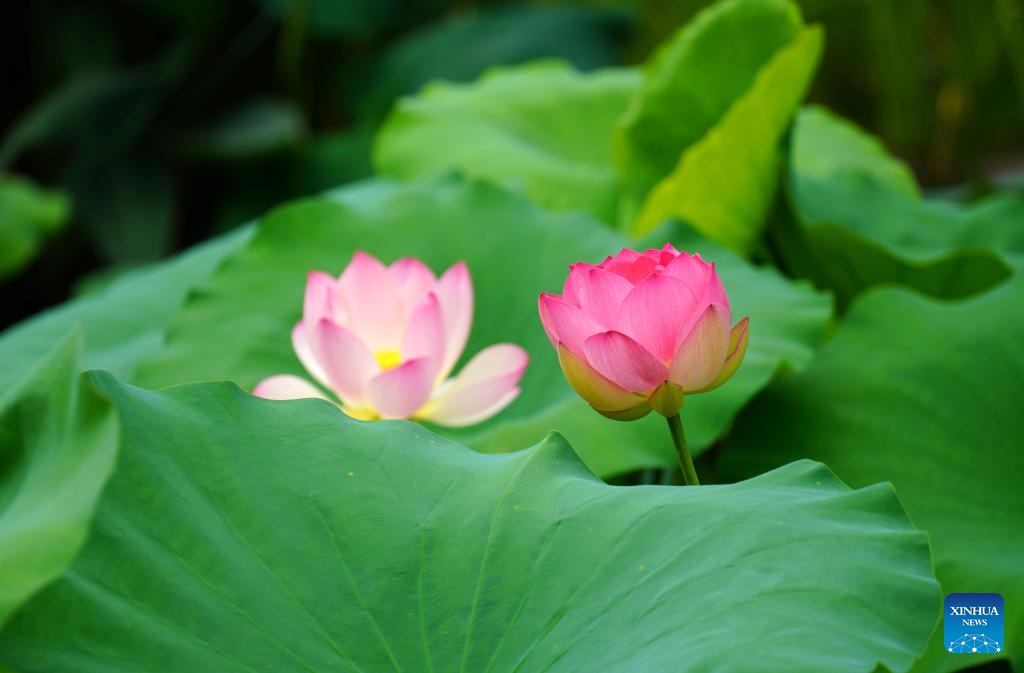 This photo taken on June 6, 2026 shows lotus flowers at park in Yueqing City of east China's Zhejiang Province. (Photo: Xinhua)