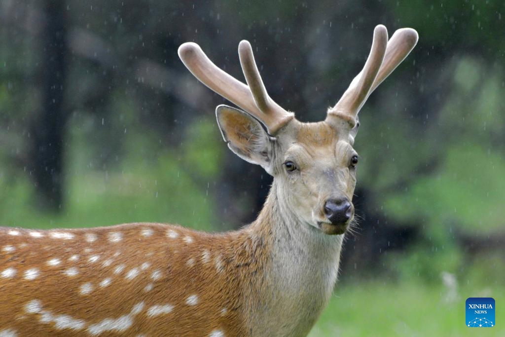 A sika deer is pictured in the rain at a sika deer national nature reserve in Qiqihar, northeast China's Heilongjiang Province, June 15, 2026. (Photo: Xinhua)