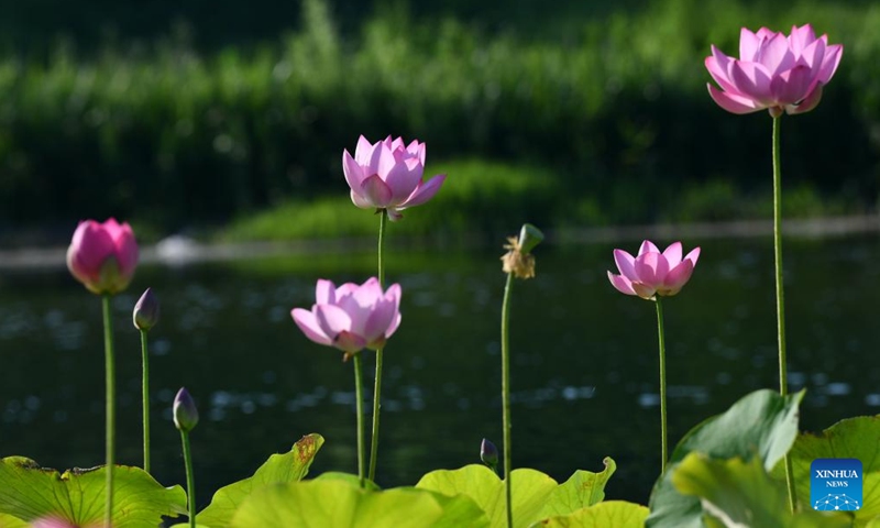 This photo taken on June 13, 2026 shows lotus flowers at a botanical garden in Hebi City, central China's Henan Province. (Photo: Xinhua)