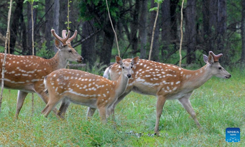 Sika deer stroll in the rain at a sika deer national nature reserve in Qiqihar, northeast China's Heilongjiang Province, June 15, 2026. (Photo: Xinhua)