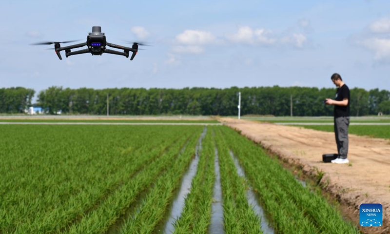 A technician operates a drone to conduct aerial inspections of a paddy field in northeast China's Heilongjiang Province, June 15, 2026. Summer farming operations are now underway across Heilongjiang Province. Various types of modern agricultural machinery and equipment have been put into use, providing strong support for improving agricultural production efficiency and boosting grain output. (Photo: Xinhua)