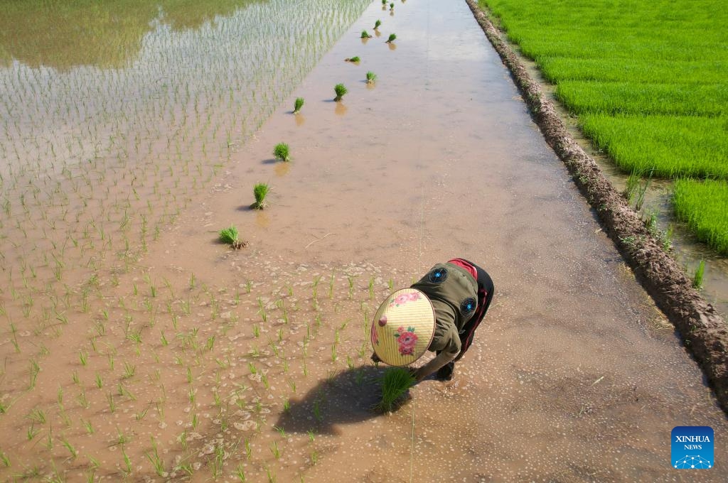 A farmer transplants rice in a field in Hanoi, Vietnam, June 15, 2026. (Photo: Xinhua)