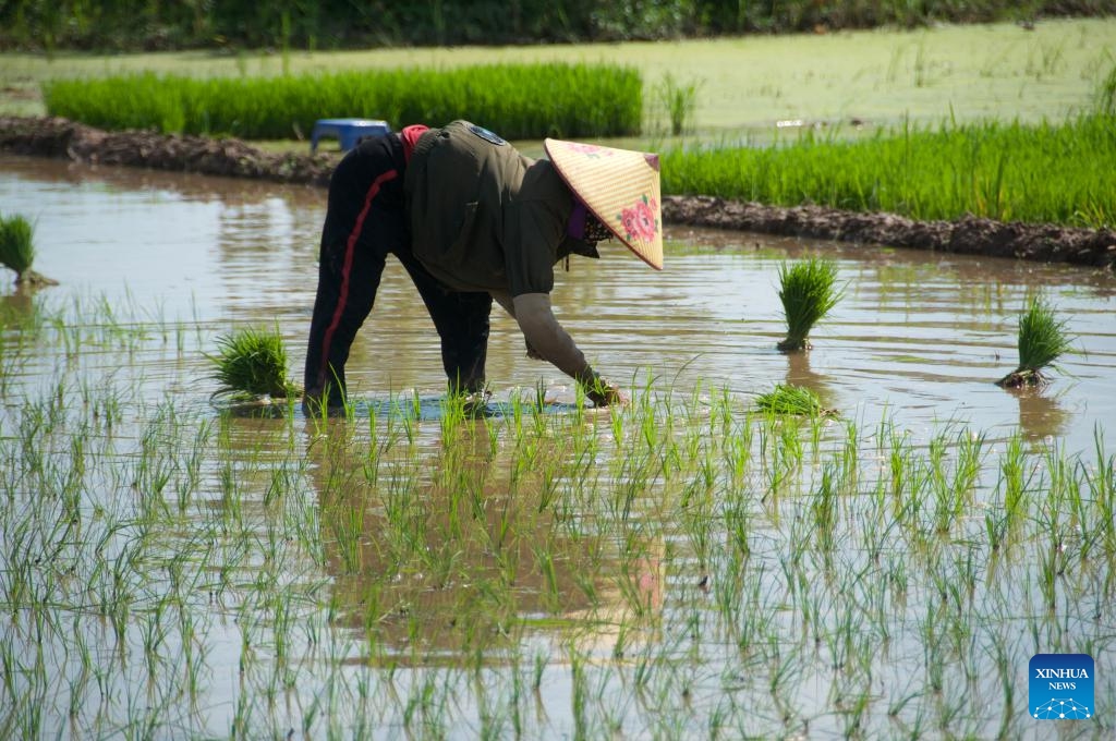 A farmer transplants rice in a field in Hanoi, Vietnam, June 15, 2026. (Photo: Xinhua)