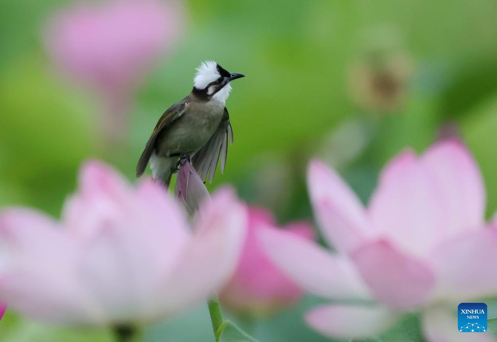 A bird rests on a lotus flower at a scenic area in Yangzhou City, east China's Jiangsu Province, June 14, 2026. (Photo: Xinhua)