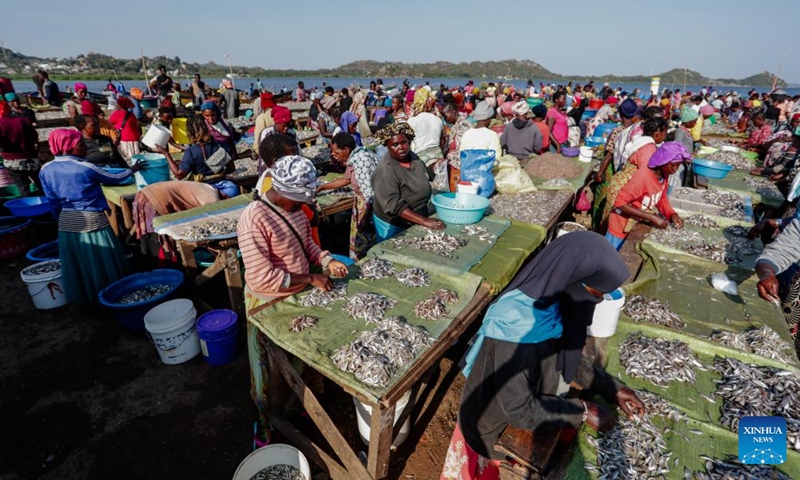 Vendors arrange small fish into piles for sale on tables at an open-air fish market along Lake Victoria in Mwanza, Tanzania, June 15, 2026. The catch is an important source of income for many local families. The Mwanza region in northern Tanzania is the core fishing hub on Lake Victoria, and its local fish market is busy with trade every day. (Photo: Xinhua)
