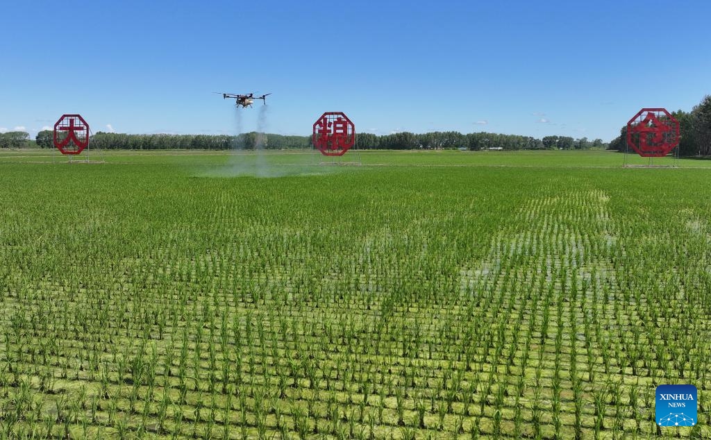 A drone photo shows an agricultural drone applying fertilizer in a field in northeast China's Heilongjiang Province, June 14, 2026. Summer farming operations are now underway across Heilongjiang Province. Various types of modern agricultural machinery and equipment have been put into use, providing strong support for improving agricultural production efficiency and boosting grain output. (Photo: Xinhua)