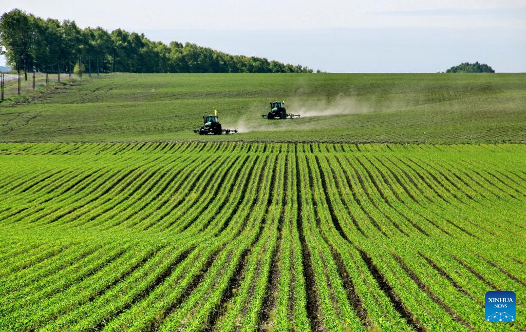 Farmers operate agricultural machines equipped with BeiDou Navigation Satellite System (BDS) in a soybean field in northeast China's Heilongjiang Province, June 15, 2026. Summer farming operations are now underway across Heilongjiang Province. Various types of modern agricultural machinery and equipment have been put into use, providing strong support for improving agricultural production efficiency and boosting grain output. (Photo: Xinhua)