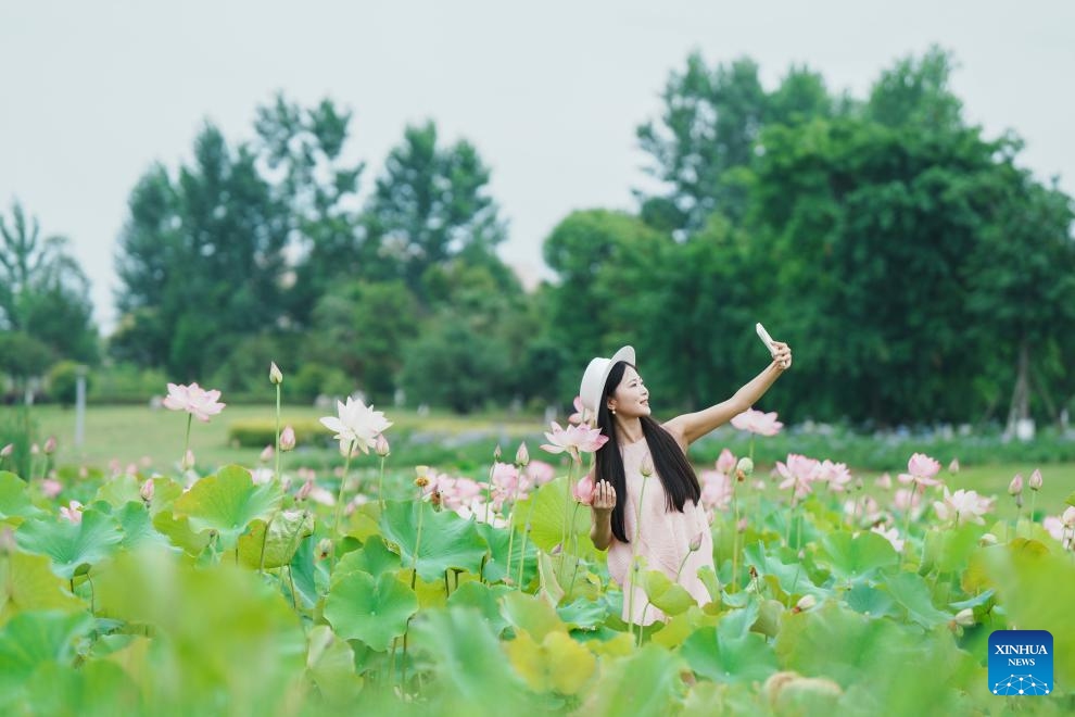 A citizen takes selfies amid lotus flowers at a wetland park in Tianfu New Area in southwest China's Sichuan Province, June 5, 2026. (Photo: Xinhua)
