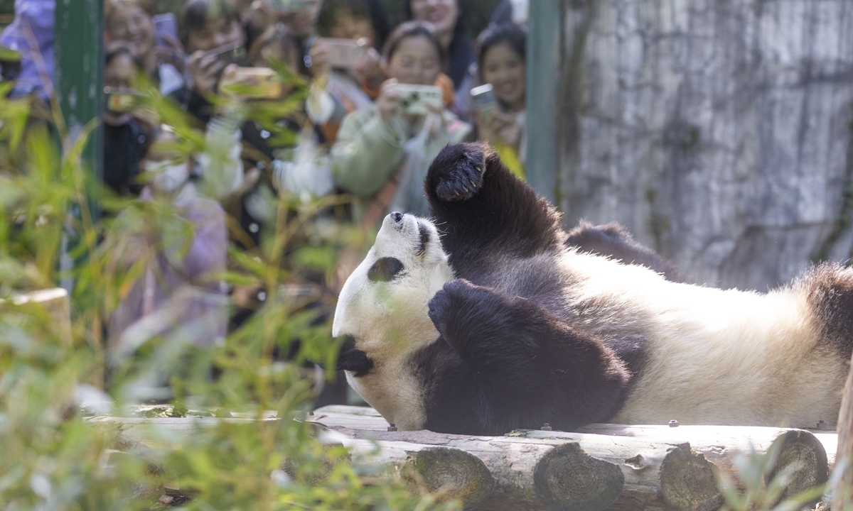 Visitors take photos of a giant panda at the Nanjing Hongshan Forest Zoo in East China's Jiangsu Province.